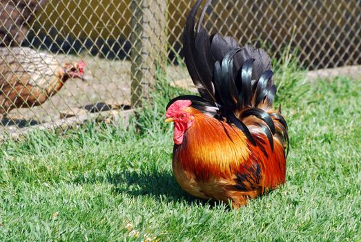 little red rooster