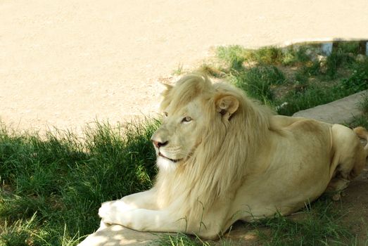 white lion