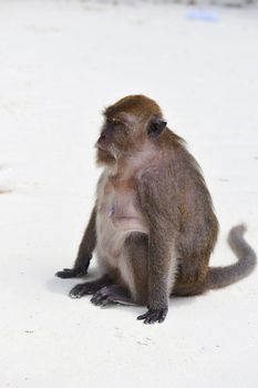 Monkey on a white sand beach 