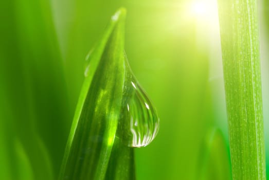 Fresh grass with dew drops close up