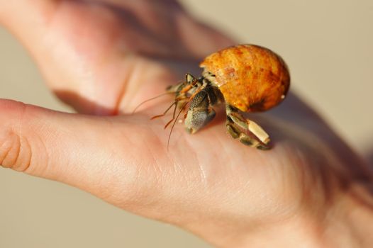 Hermit Crab in a tourist's hand