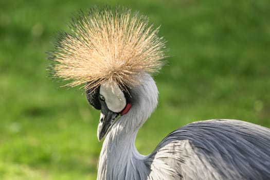 Black Crowned Crane with a crown of stiff golden feathers