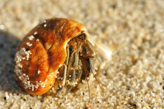 Hermit Crab on a beach in Andaman Sea