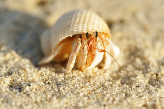 Hermit Crab on a beach in Andaman Sea