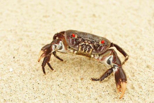 Crab on a beach in Andaman Sea