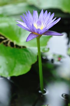 Water lily with shallow depth of field