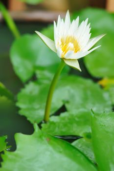 Water lily with shallow depth of field