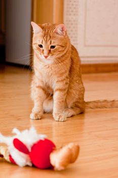 A young ginger tabby cat with a red toy on the wooden floor
