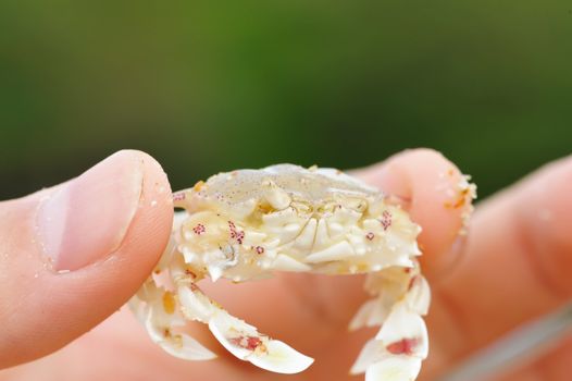 Little cute crab in hand
