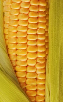 Freshly harvested corn, close up. 