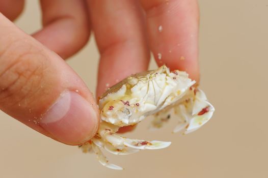 Little cute crab in hand