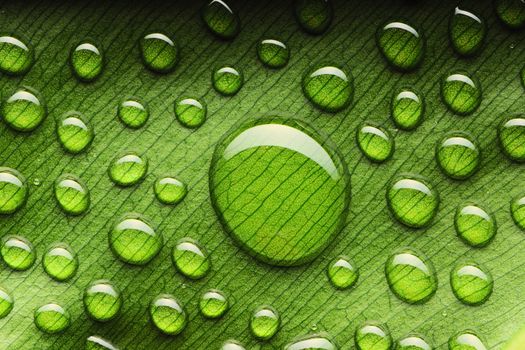 Beautiful water drops on a leaf close-up