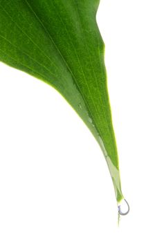 Water drop falling from a leaf close-up