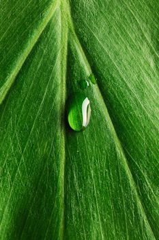 Beautiful water drop on a leaf close-up