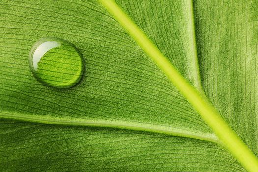 Beautiful water drop on a leaf close-up