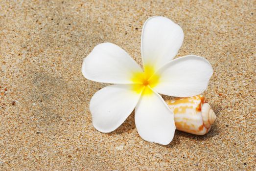 Shell & flower on a beach sand