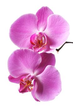 Pink Orchid Isolated on white