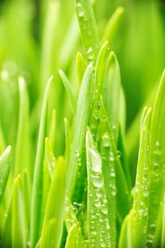 Water drops on blades of grass