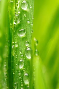 Water drops on blades of grass