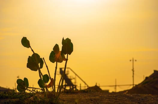 A plant struggling for life surrounded by industry.