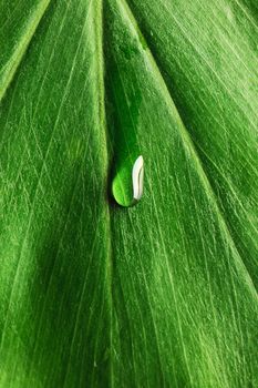 Beautiful water drop on a leaf close-up