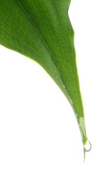 Water drop falling from a leaf close-up