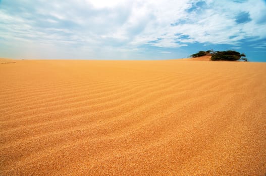 A shrub appearing from the Taroa Sand Dune in Guajira, Colombia.