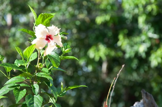 Chinese rose - Hibiscus Rosa sinensis in garden