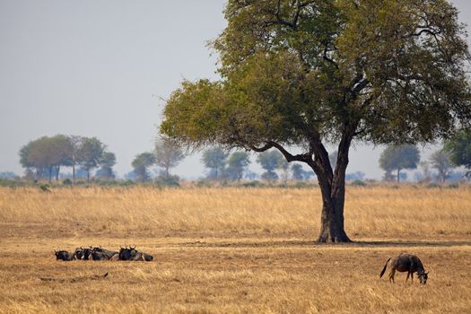 Group of wild African Buffaloes in the Savannah