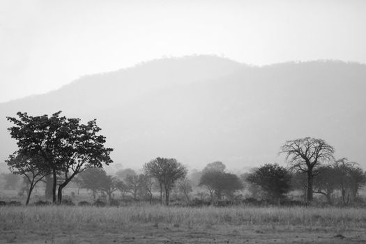 Sunset over the dry African Savannah, Mikumi, Tanzania