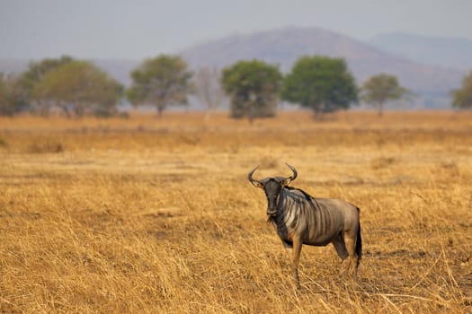 Wildebeest standing in the savannah in Mikumi, Tanzania