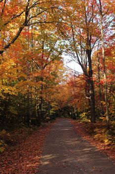 Narrow road with colourful trees and foliage in autumn, at Killarney Provincial Park, ON, Canada
