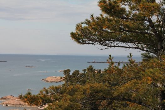 Pine tree, with view of Georgian Bay behind
