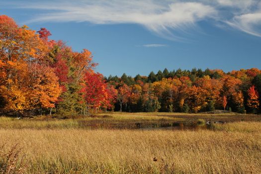 Fall forest landscape in Killarney Provincial Park, Ontario, Canada
