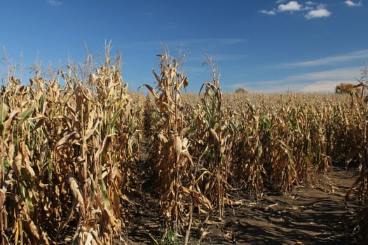 Field of golden corn crops in early autumn
