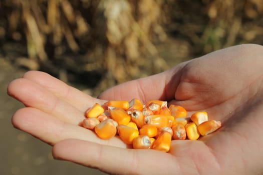 Hand of a woman holding corn in a field
