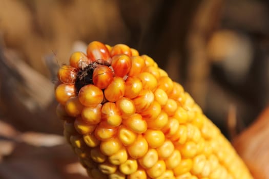 Yellow corncob in a corn field, early autumn
