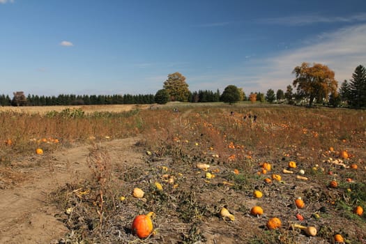Field of mature pumpkins and squash
