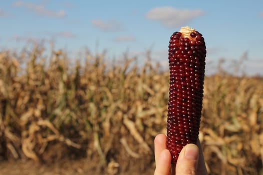 Hand of a woman holding a red corncob in a field
