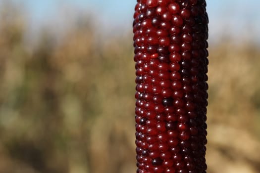 Red corncob in a corn field, early autumn
