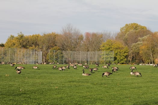 Large group of Canadian geese feeding on the grass
