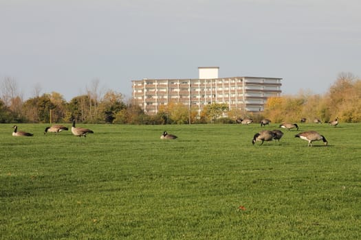 Flock of Canadian geese feeding on the grass
