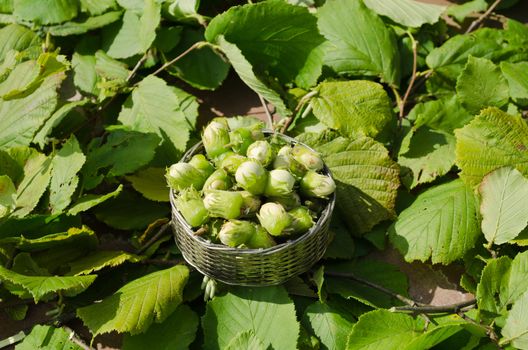 Hazelnuts in wicker steel dish on leaves background.