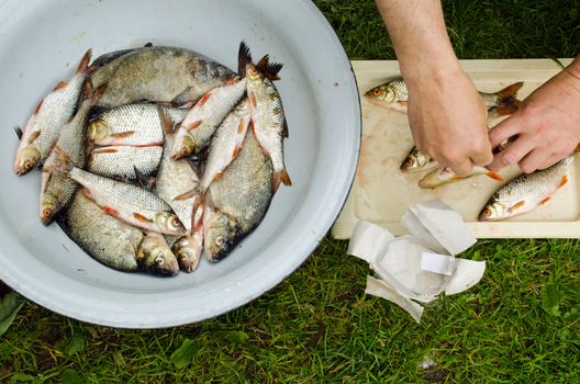 Human hands salt fish for food after fishing. Bream and roach fishes.