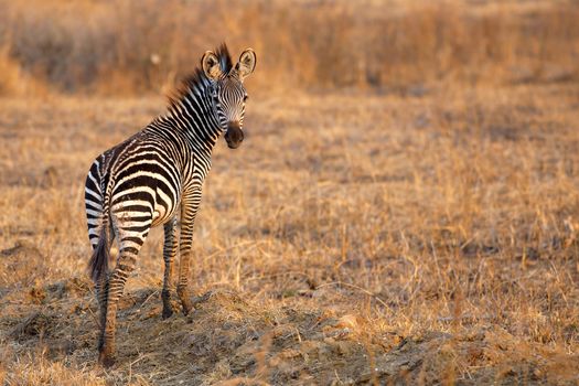 African Zebra standind in the dry savannah, Mikumi, Tanzania