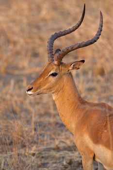 Wild Impala in the African savannah, Tanzania