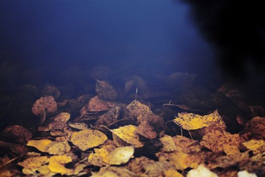dark water and drowning yellow autumn leaves