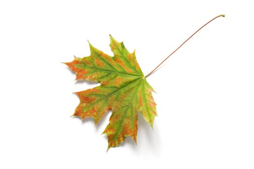 Autumn dry maple leaf on a white background