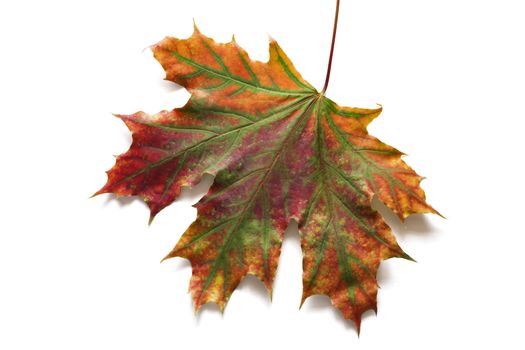 Autumn dry maple leaf on a white background