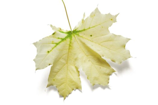 Autumn dry maple leaf on a white background